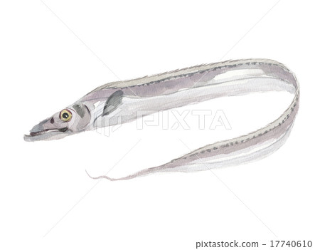 Tiger flying fish Tiger flying fish 17740610