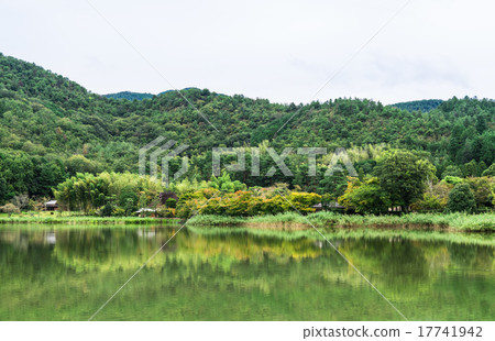 在京都開始著色的廣澤池塘的秋葉 17741942