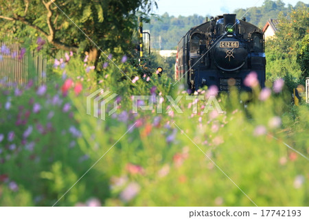 Mooka Railway "Cosmos and steam locomotive entering Terauchi Station" 17742193