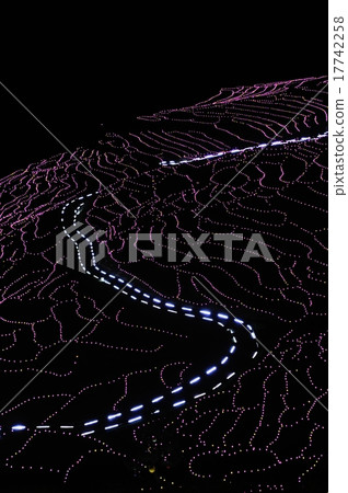 白米Senjita 17742258