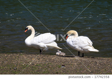 Cobb swans 17742358