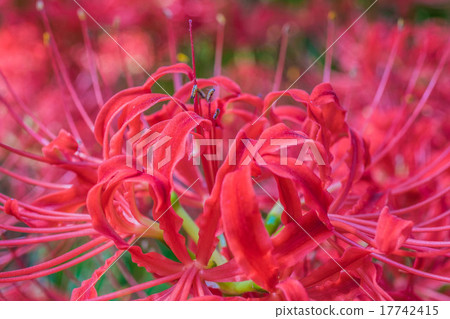 Nazutsuda Yusu Sasha Festival 17742415