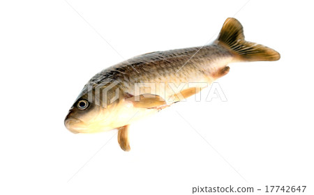 fish Crucian fish Crucian 17742647