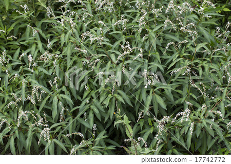 Syrabana Sakratade 17742772