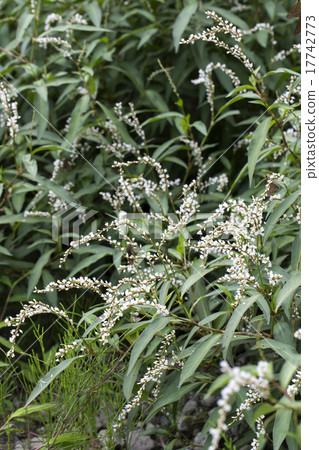 Syrabana Sakratade 17742773