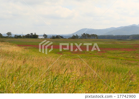Lake Saroma, Coral grass community of Kimuaneppuzaki Lake Saroma, Coral grass community of Kimuaneppuzaki 17742900