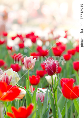 Blooming spring flowers tulips in the sunlight Blooming spring flowers tulips in the sunlight 17742945