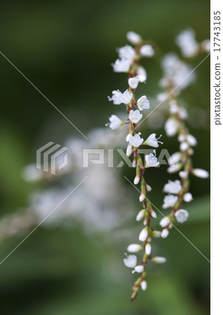 Syrabana Sakratade 17743185