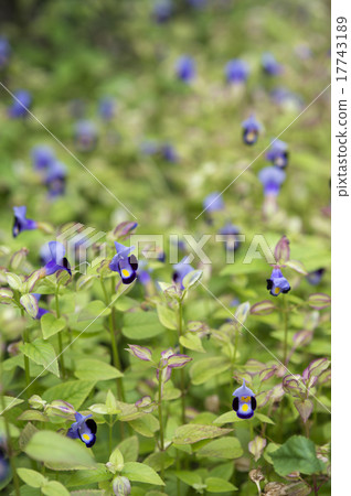 Torenia Torenia 17743189