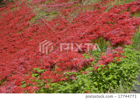 群集孤挺花 17744771