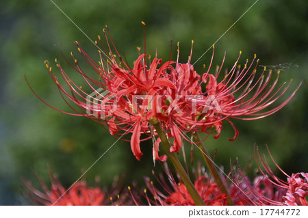 Higankibana 01 17744772