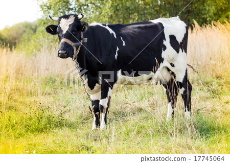 Black and white cow standing in a field Black and white cow standing in a field 17745064
