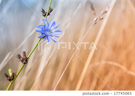 Blue chicory flower on a dead and dried thistle Blue chicory flower on a dead and dried thistle 17745065
