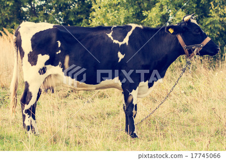 Cow standing in a meadow Cow standing in a meadow 17745066