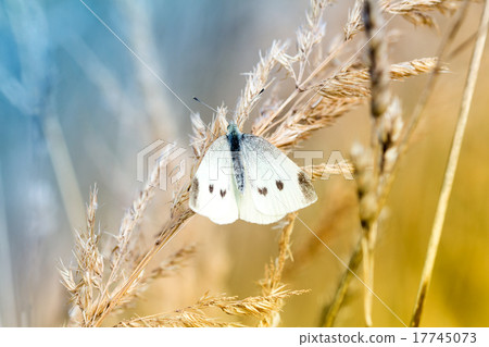 White butterfly on a dry plant White butterfly on a dry plant 17745073