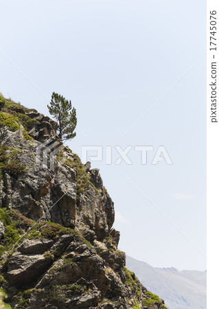 Lonely Pine Tree Lonely Pine Tree 17745076