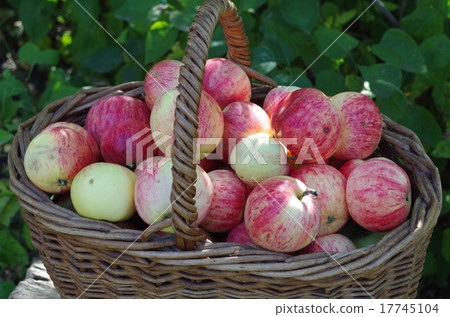 basket of red apples in the garden, autumn 17745104