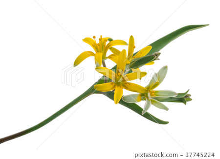 Medicinal plant Medicinal plant 17745224