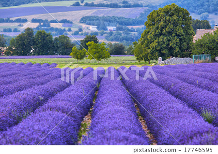 Lavander fields in Provence 17746595