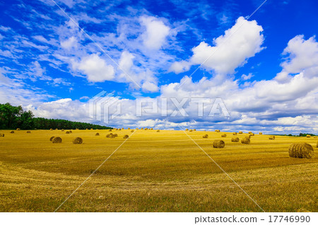 Yellow Round Straw Bales on Stubble Field Yellow Round Straw Bales on Stubble Field 17746990