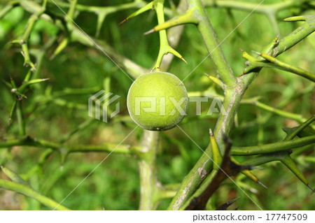 Fruit of the fish 17747509