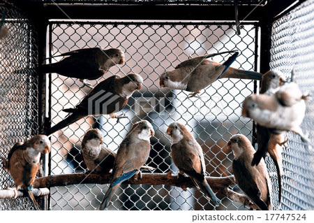 green parrots 17747524