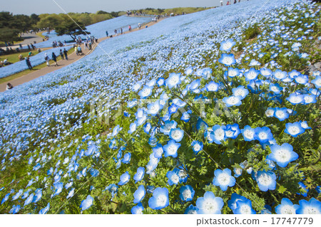 Walking on a blue hill Walking on a blue hill 17747779