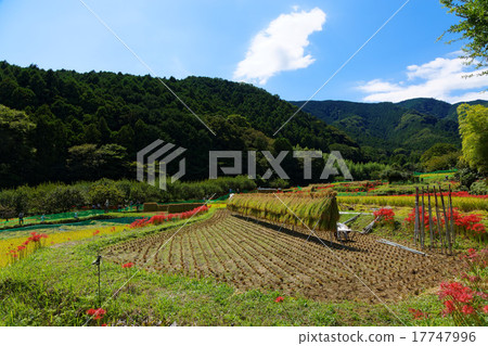 Higishishi flowers and rice terraces 17747996