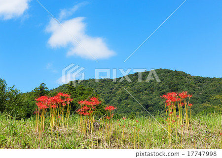 Higanki flower and blue sky 17747998