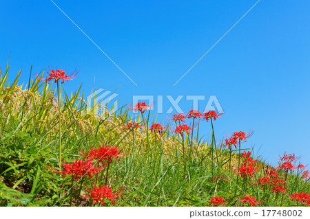Higanki flower and blue sky Higanki flower and blue sky 17748002