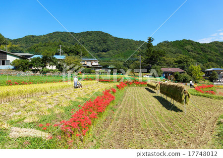 Higishishi flowers and rice terraces 17748012