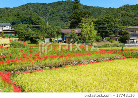 Higishishi flowers and rice terraces Higishishi flowers and rice terraces 17748136