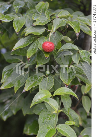 Yamabote fruit 17748373