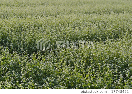 Buckwheat flowers Buckwheat flowers 17748431