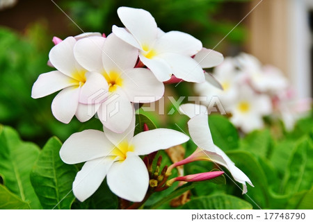 Holidays in Hawaii Holidays in Hawaii 17748790
