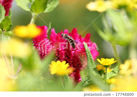 Catech (beef) and honey bees Catech (beef) and honey bees 17748800