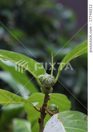 雜色修復·Aspera果實 雜色修復·Aspera果實 17748812