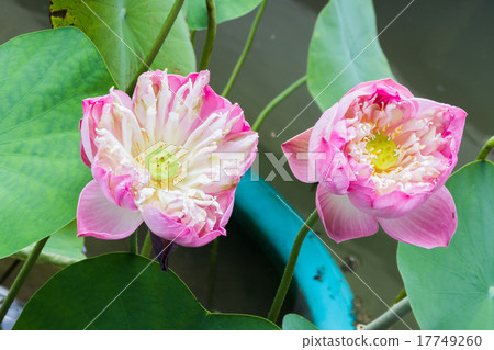 lotus lotus 17749260