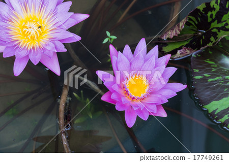 lotus 17749261