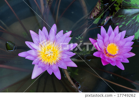 lotus lotus 17749262