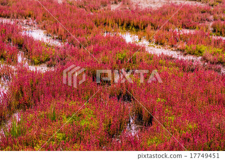 Coral grass (Abashiri City) 17749451