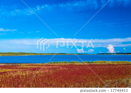 珊瑚草（網走市） 17749453