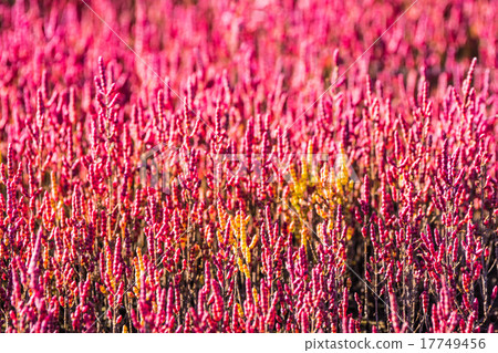 珊瑚草（網走市） 17749456