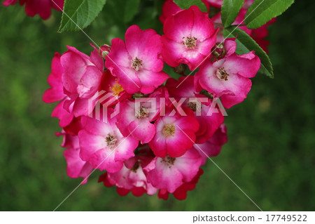 靜岡縣法國園林風格的玫瑰花園Kawazu Bagatelle Park 7的玫瑰 17749522