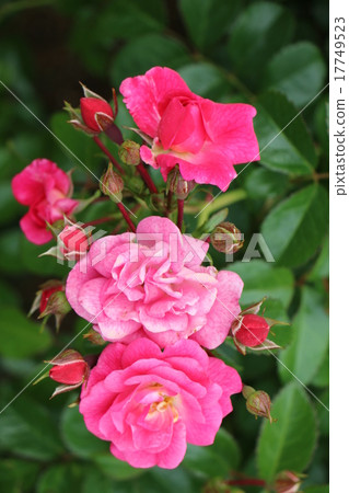 靜岡縣法國園林風格的玫瑰花園Kawazu Bagatelle Park 8的玫瑰 17749523