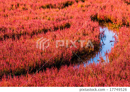 Coral grass (Abashiri City) 17749526