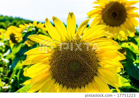 向日葵 向日葵 17751223