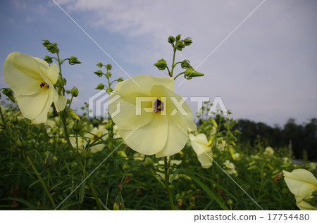 Yellow Chao (Trollea oi) 17754480