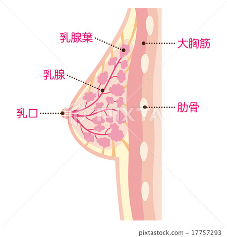 Chest cross section of a woman 17757293