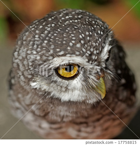 spotted owlet or athene brama bird 17758815